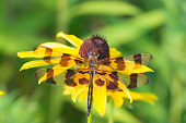 INS 13 DA0010 01
Halloween Pennant Perched On Black-Eyed Susan In Prairie