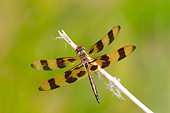 INS 13 DA0012 01
Halloween Pennant Perched On Stick In Wetlands