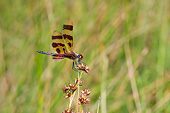 INS 13 DA0013 01
Halloween Pennant Male Perched On Plant In Wetlands