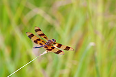 INS 13 DA0014 01
Halloween Pennant Male Perched On Blade Of Grass In Wetlands