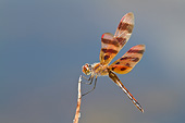 INS 13 DA0015 01
Halloween Pennant Male Perched On Stick In Wetlands