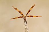 INS 13 DA0016 01
Halloween Pennant Male Perched On Plant In Wetlands