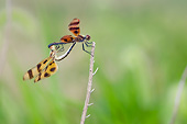 INS 13 DA0017 01
Halloween Pennant Male And Female Mating In Wetlands