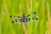 INS 13 DA0018 01
Banded Pennant Male Perched On Blade Of Grass
