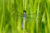 INS 13 DA0019 01
Spangled Skimmer Male Perched On Blade Of Grass In Wetlands