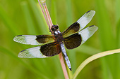 INS 13 DA0020 01
Widow Skimmer Dragonfly Male Perched On Stem In Wetlands