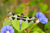 INS 13 DA0021 01
Twelve-Spotted Skimmer Male Perched On Morning Glory