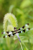 INS 13 DA0022 01
Twelve-Spotted Skimmer Male Perched On Plant In Wetlands