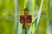 INS 13 DA0023 01
Carolina Saddlebags Dragonfly Perched On Blade Of Grass In Prairie