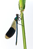 INS 13 KH0001 01
Azure Bright Dragonfly Male Perched On Stem On White Seamless