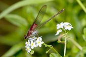 INS 13 LS0009 01
American Rubyspot Damselfly Resting On Blue Forget-Me-Not Blossoms