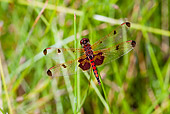 INS 13 LS0011 01
Calico Pennant Dragonfly Perched On Reed