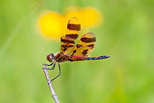 INS 13 LS0012 01
Calico Pennant Dragonfly Perched On Dried Weed Stem