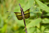 INS 13 LS0013 01
Window Skimmer Perched On Stem