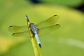 INS 13 LS0014 01
Eastern Pondhawk Male Perched On Stem In Marsh