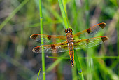 INS 13 LS0015 01
Painted Skimmer Dragonfly Perched On Stalk In Wetlands, East Haddam, Connecticut