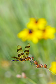 INS 13 LS0016 01
Halloween Pennant Dragonfly Female Resting On Weed Stem North Guilford, Connecticut