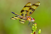 INS 13 LS0017 01
Halloween Pennant Dragonfly Female Resting On Weed Stem Haddam, Connecticut