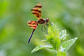 INS 13 LS0018 01
Halloween Pennant Dragonfly Resting On Dewy Leaf North Guilford, Connecticut