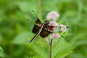 INS 13 LS0019 01
Window Skimmer Female Perched On Joe-Pye Weed North Guilford, Connecticut