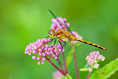 INS 13 LS0020 01
Ruby Meadowhawk Dragonfly Female Perched On Swamp Milkweed North Guilford, Connecticut
