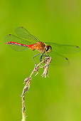 INS 13 LS0021 01
Ruby Meadowhawk Dragonfly Female Perched On Weed Stem East Haddam, Connecticut