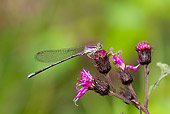 INS 13 LS0022 01
Violet Dancer Damselfly Perched On Iron-Weed Durham, Connecticut