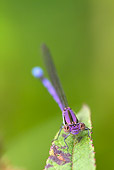 INS 13 LS0023 01
Violet Dancer Damselfly Perched On Leaf Durham, Connecticut