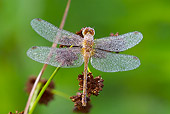 INS 13 LS0024 01
Ruby Meadowhawk Dragonfly Female Covered In Dew Perched On Reed In Wetland