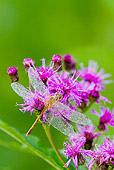 INS 13 LS0025 01
Ruby Meadowhawk Dragonfly Female Covered In Dew Perched On Ironweed In Wetland