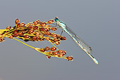 INS 13 WF0001 01
Common Blue Damselfly Resting On Plant