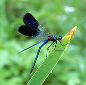 INS 13 WF0002 01
Beautiful Demoiselle Resting On Leaf
