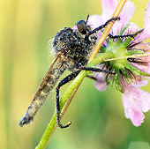 INS 13 WF0003 01
Robber Fly Resting On Pink Flower