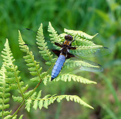 INS 13 WF0004 01
Broad-Bodied Chaser Resting On Fern