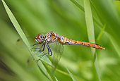 INS 13 WF0005 01
Ruddy Darter Resting On Blade Of Grass