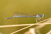 INS 13 WF0006 01
White-Legged Damselfly Resting On Stalk