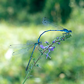 INS 13 WF0007 01
Azure Damselflies Mating On Inflorescence
