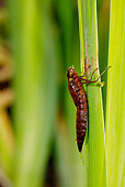 INS 13 WF0008 01
Emperor Dragonfly Larva On Leaf Shortly Before Emerging