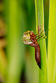 INS 13 WF0009 01
Emperor Dragonfly On Leaf Emerging From Larval Case