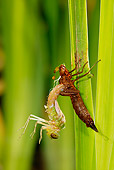INS 13 WF0010 01
Emperor Dragonfly On Leaf Emerging From Larval Case