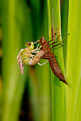 INS 13 WF0011 01
Emperor Dragonfly On Leaf Emerging From Larval Case