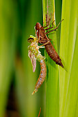INS 13 WF0012 01
Emperor Dragonfly On Leaf Emerging From Larval Case