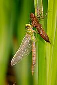 INS 13 WF0013 01
Emperor Dragonfly Perched On Larval Case