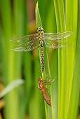 INS 13 WF0014 01
Emperor Dragonfly Perched On Leaf By Larval Case