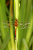 INS 13 WF0015 01
Portrait Of Norfolk Hawker On Reed