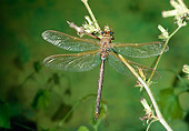 INS 13 WF0018 01
Brown Hawker Perched On Stem