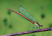 INS 13 WF0020 01
Large Red Damselfly Perched On Twig