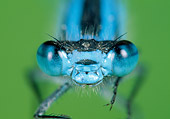 INS 13 WF0021 01
Close-Up Of Common Blue Damselfly Face