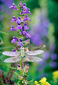 INS 13 LS0001 01
Dragonfly Resting On Blue Lobelia Flowers