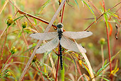 INS 13 LS0002 01
Dragonfly Resting On Stem In Tall Grass
